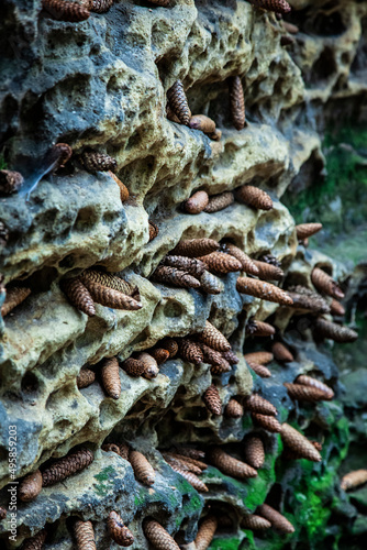 Tannenzapfen in Stein gesteckt