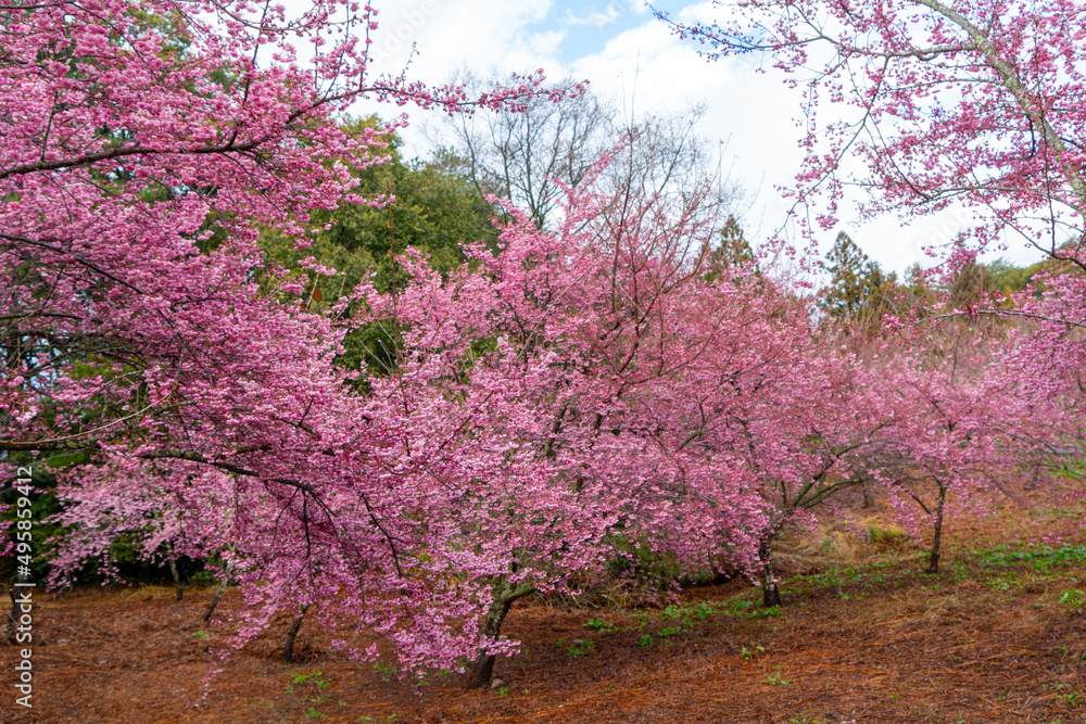 Beautiful pink cherry blooms (sakura tree) in the park.