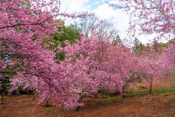 Poster encadré  Beautiful pink cherry blooms (sakura tree) in the park.  © twabian