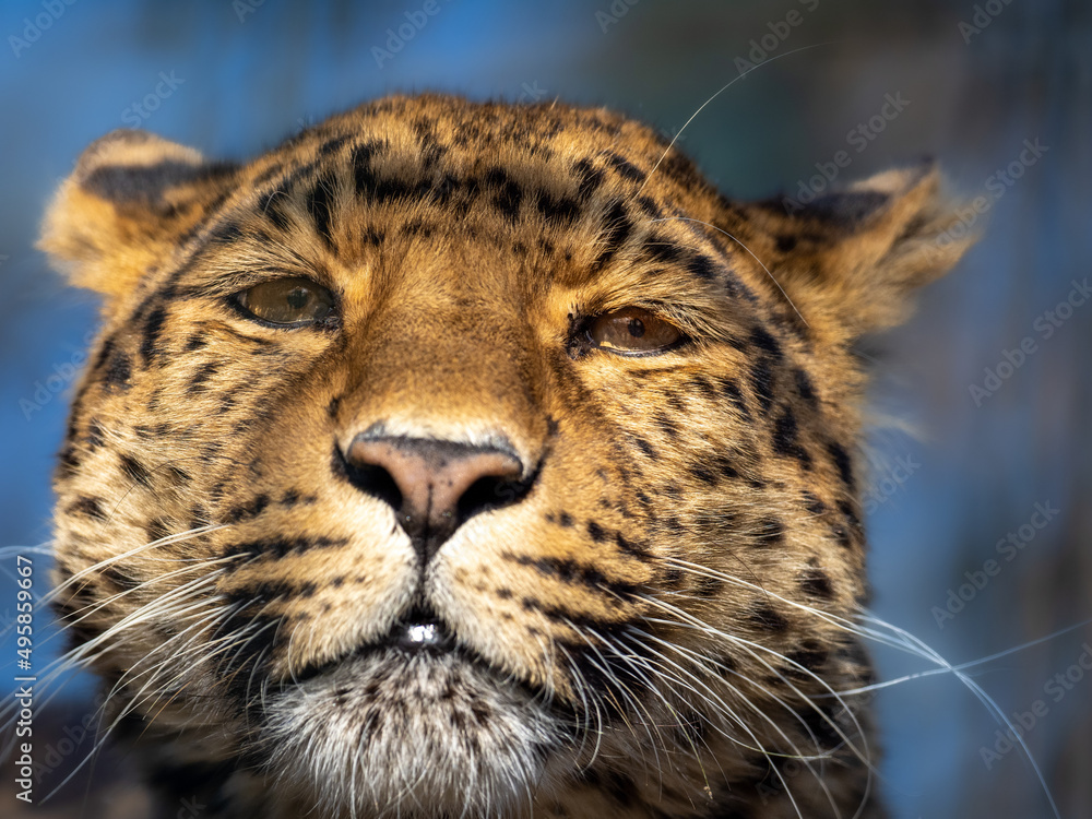 Fototapeta premium Leopard