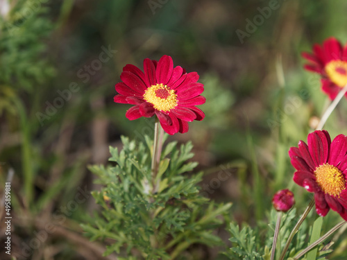 Beautiful red marguerite close-up