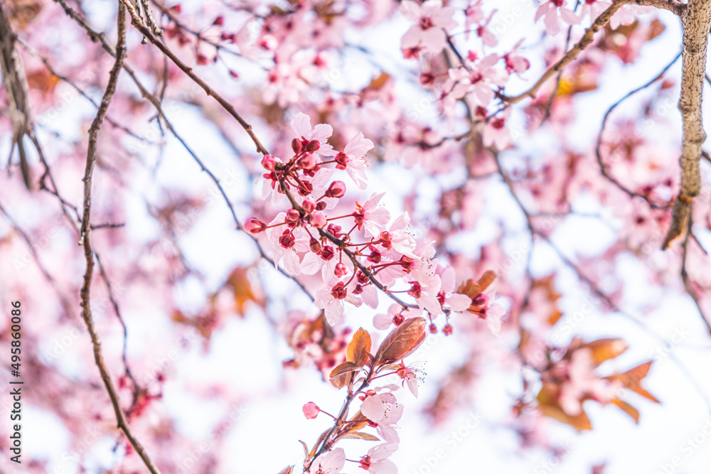 pink flowers on blooming tree in spring time pink flowers on blooming tree in spring time