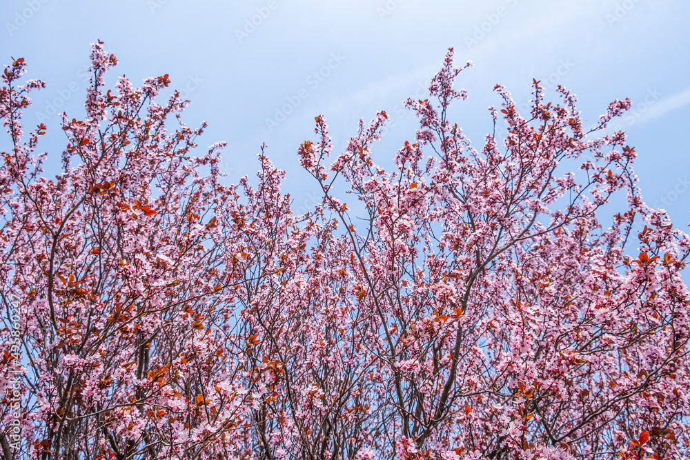 pink flowers on blooming tree in spring time
