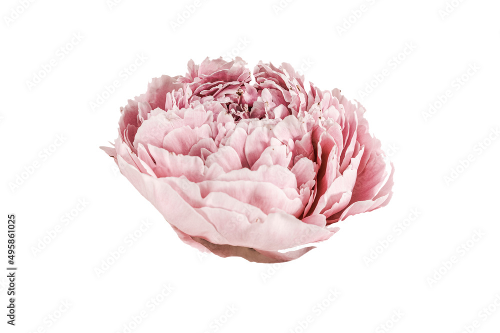 Pink flower blooming peony head isolated on a white background. Pink flower blooming peony head isolated on a white background.