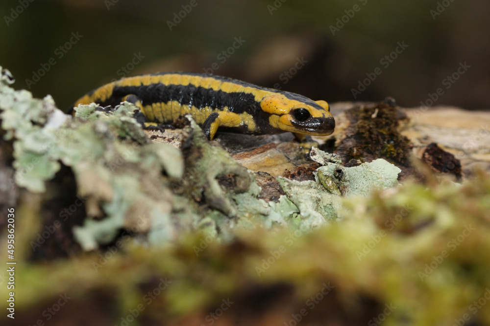 A fire salamander on the mossy forest floor 