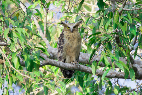 Buffy fish owl, Malay fish owl standing on a branch in Khao Yai National Park, Thailand
