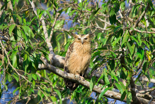 Buffy fish owl, Malay fish owl standing on a branch in Khao Yai National Park, Thailand