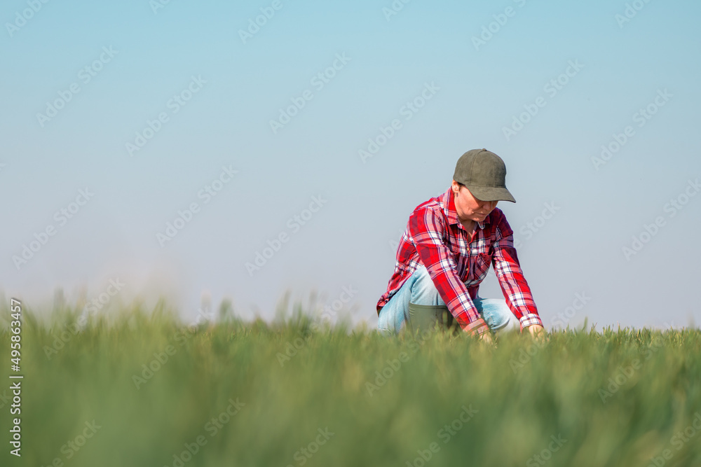 Farmer examining wheat seedling in cultivated field, female farm worker checking crop development Farmer examining wheat seedling in cultivated field, female farm worker checking crop development