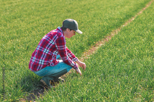 Farmer examining wheat seedling in cultivated field, female farm worker checking crop development
