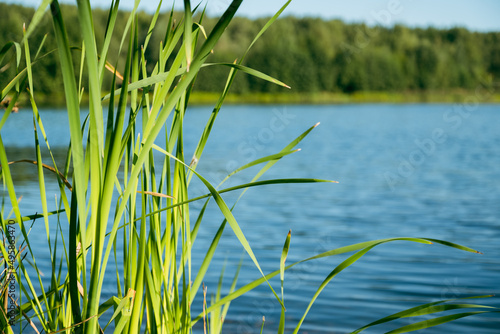 long green reed leaves growing at river bank in summer