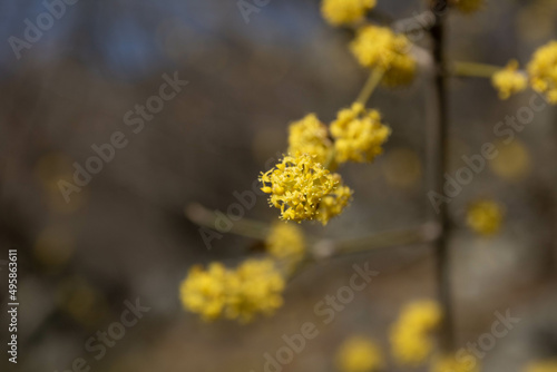 Yellow Dogwood twig blooming in spring close -up with background blur. Spring season. Sunny day. Spring joy