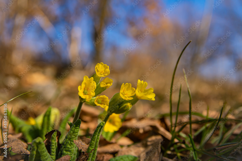 Obraz premium Primula blooming in spring close -up with background blur with bokeh , lens flare and soft focus.