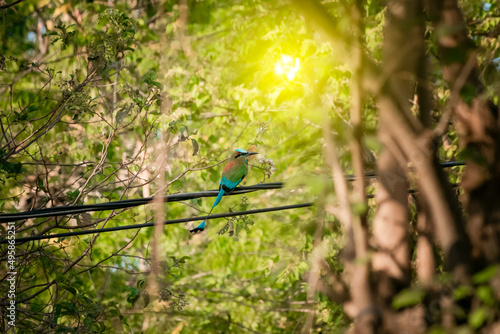 Canvas Print Guardabarranco birds on a branch, National bird of Nicaragua on a branch, Guarda