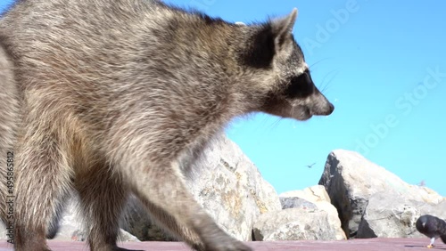 A close up of raccoon running wild and free in the harbor of Tampico, Veracruz, Mexico photo