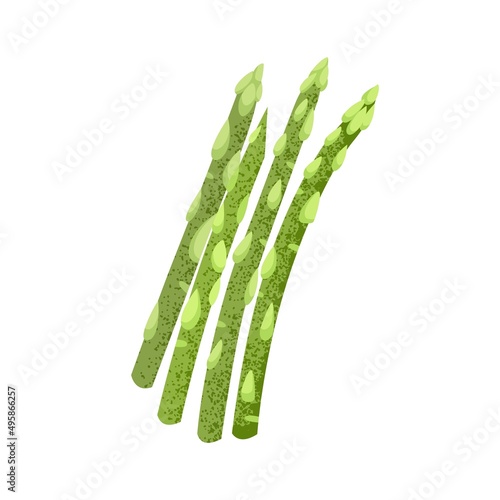 Green asparagus stalks. Fresh vegetable food. Raw sprouts, stems of natural vegetarian eating. Healthy veggie. Textured flat vector illustration isolated on white background