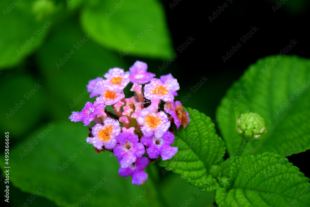 purple white grass flower that looks blooming purple white grass flower that looks blooming