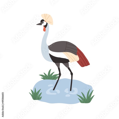 Black-crowned crane with bristle on head. Wild African bird with multicolored...
