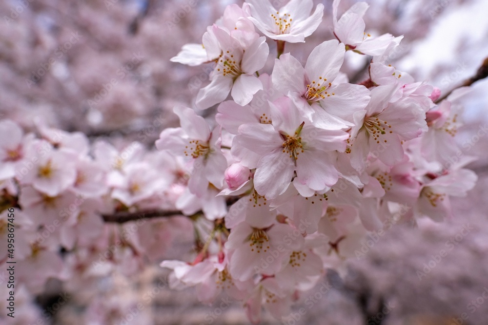 Cherry blossom trees along the river
川沿いの桜並木 Cherry blossom trees along the river
川沿いの桜並木