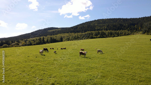 Cows graze on the lawn. Green backround