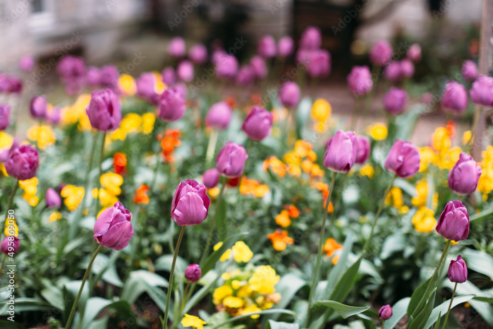 Blooming tulips: purple and yellow flowers. Blossom season. Selective focus on plant head and petals. Blurred floral background. Green foliage. Springtime.