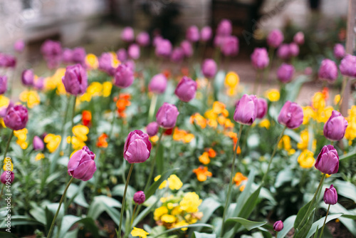 Wallpaper Mural Blooming tulips: purple and yellow flowers. Blossom season. Selective focus on plant head and petals. Blurred floral background. Green foliage. Springtime. Torontodigital.ca