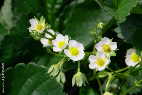 Some beautiful white flowers strawberries plant lit by the warm sun