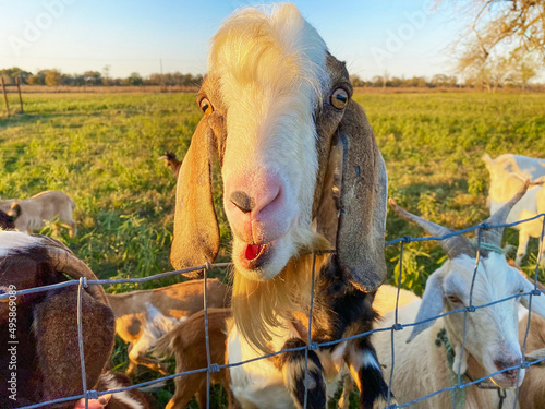 Cute bearded goat looking at camera over fence with mouth open. Sunset on a farm. Multiple goats.