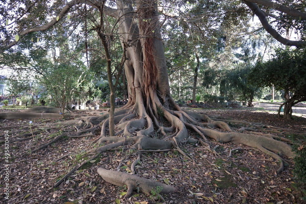 Napoli - Radici di Ficus Magnolioide nell'Orto Botanico Napoli - Radici di Ficus Magnolioide nell'Orto Botanico