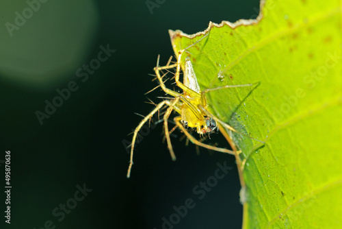 The link spider on leaf