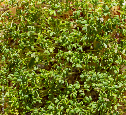 abstract background of small green plant sprouts to use for ecology backgrounds and for earth day.earth day,