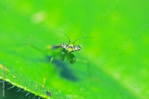 A green boxing grasshopper on branch