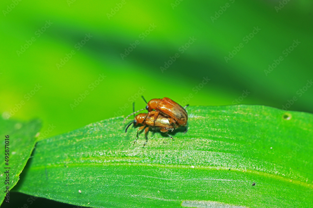 The red beetle mating on green leaf The red beetle mating on green leaf