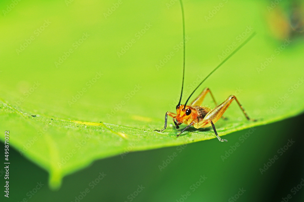 The red cricket on a leaf The red cricket on a leaf