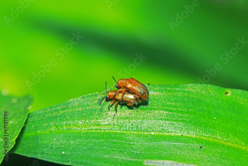 The red beetle mating on green leaf