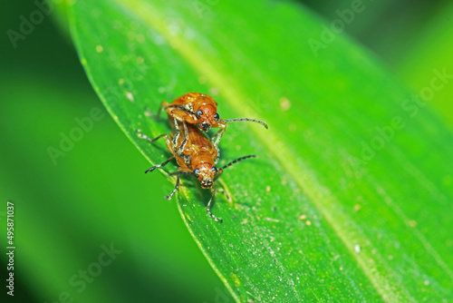The red beetle mating on green leaf