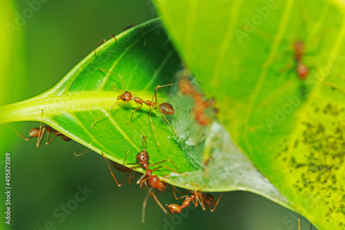 A red ant on leaf © Sarin