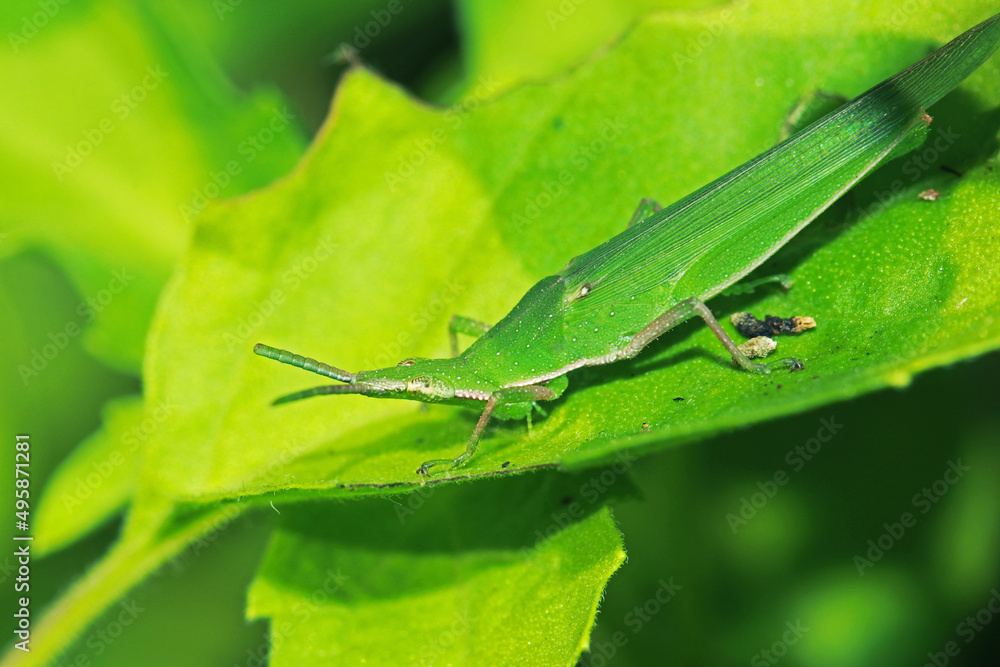 The green grasshopper on a leaf The green grasshopper on a leaf