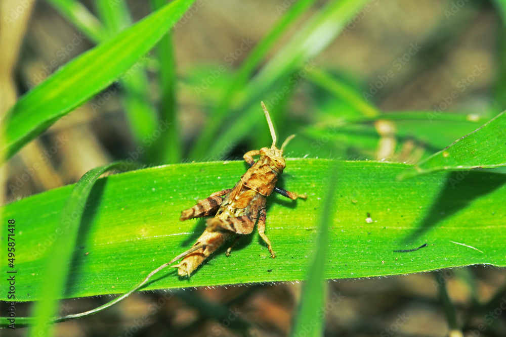 A little grasshopper on wild seed A little grasshopper on wild seed