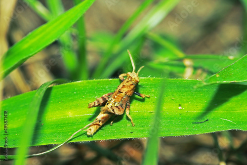 A little grasshopper on wild seed © Sarin