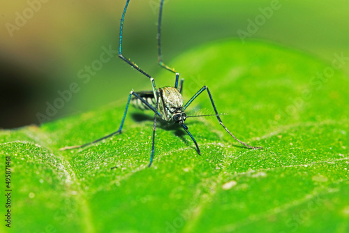 The mosquito on green leaf © Sarin