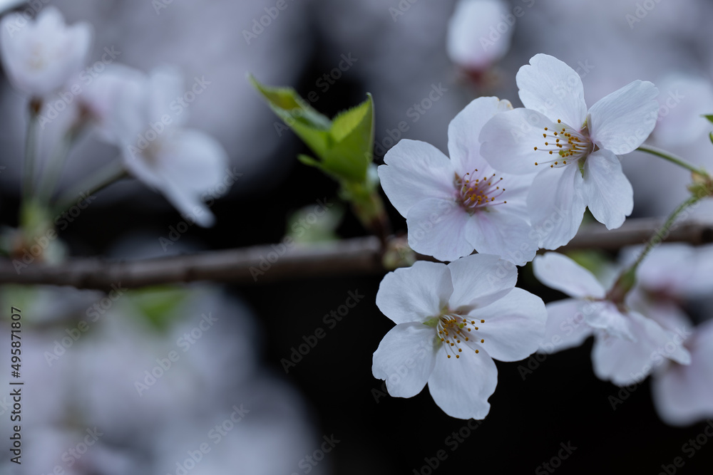 おだやかな雰囲気の桜の花