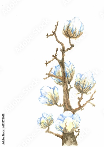 watercolor illustration of a sprig of flowering cotton with white fluffy boxes on white background