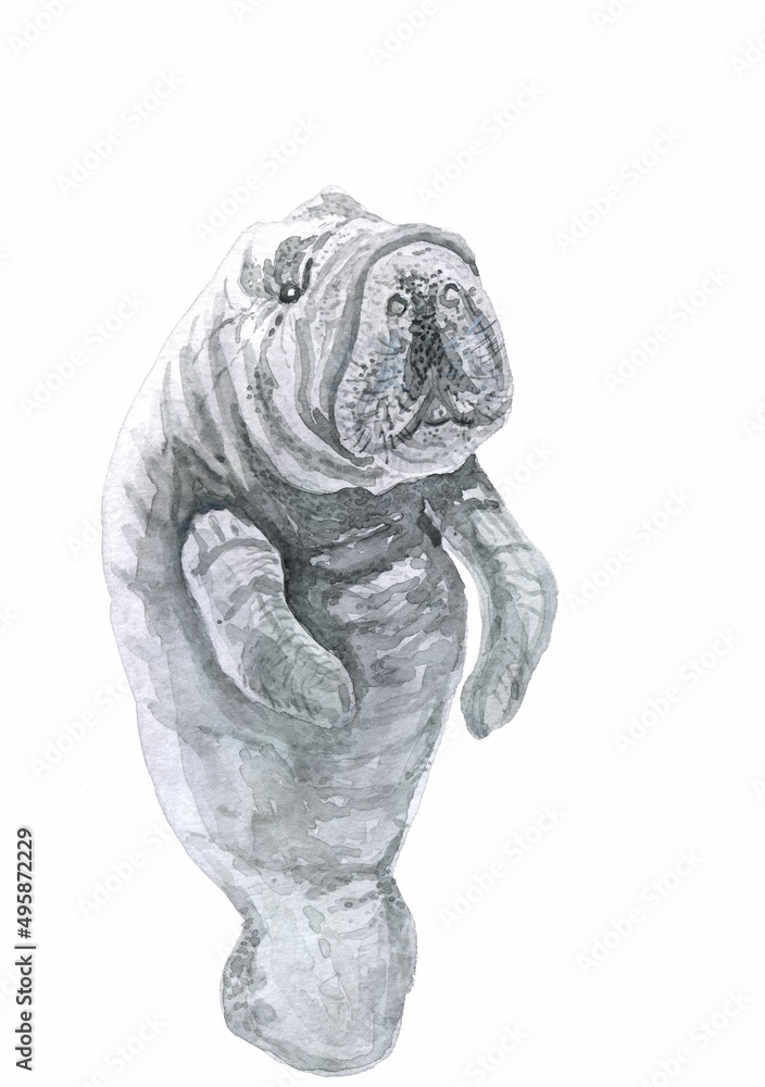 watercolor thick manatee on a white background