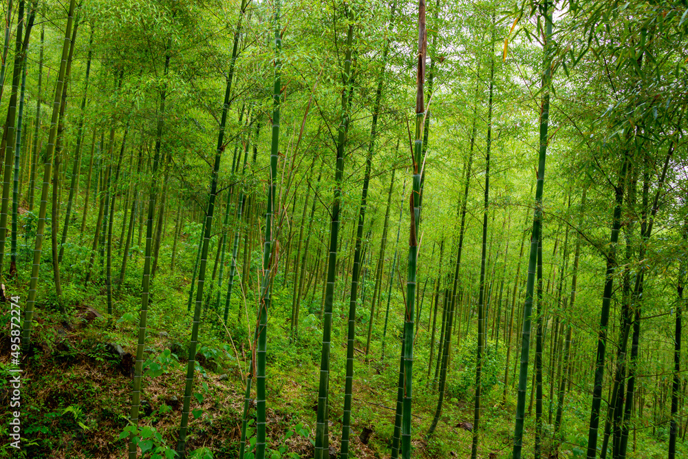 Green bamboo forest in rainy days. Green bamboo forest in rainy days.