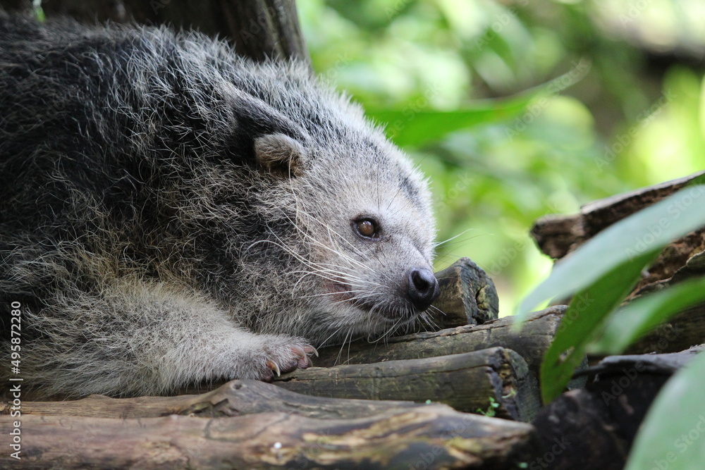 Naklejka premium sleeping binturong