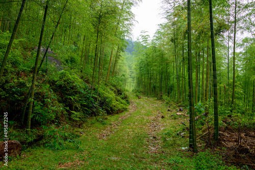 Green bamboo forest in rainy days.