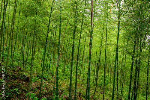 Green bamboo forest in rainy days.