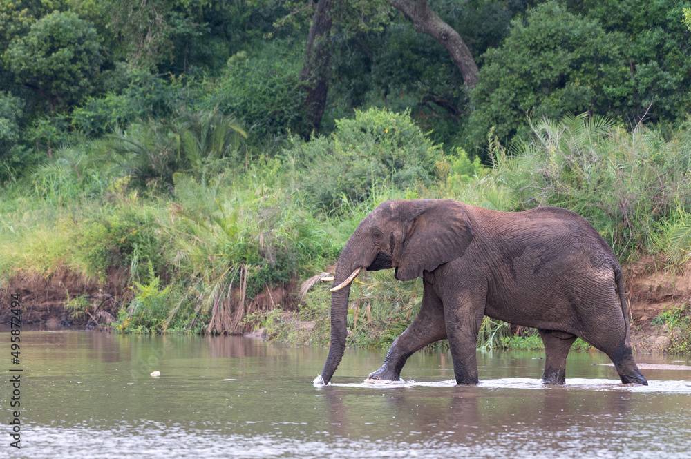 An elephant, Loxodonta africana, crosses a river An elephant, Loxodonta africana, crosses a river