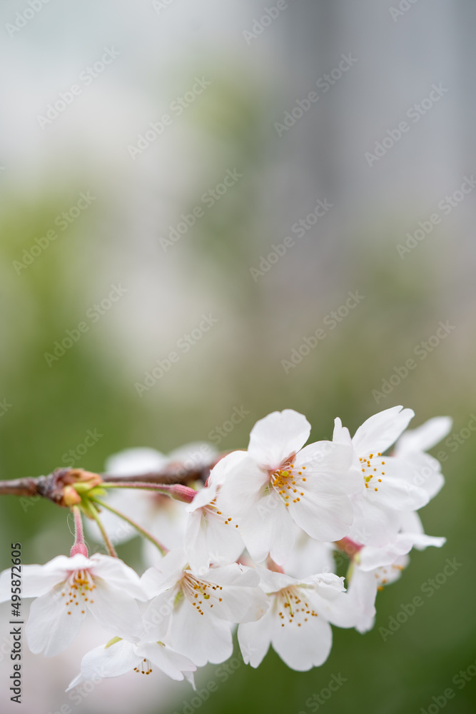 Someiyoshino-Sakura, the most loved cherry blossom in Japan with copy space Someiyoshino-Sakura, the most loved cherry blossom in Japan with copy space
