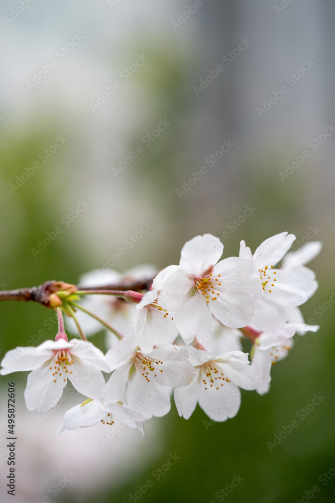 Someiyoshino-Sakura, the most loved cherry blossom in Japan with copy space Someiyoshino-Sakura, the most loved cherry blossom in Japan with copy space